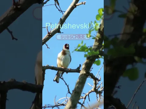 Beautiful Goldfinch Caught Singing