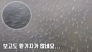※현재 서울 목동교 상황입니다! 정체불명의 대형물고기들이 심각할정도로 모여들고 있습니다. 이곳에 대체 무슨일이?