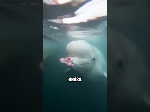 A Beluga Saved Her Shoe! 🤩🐬✨