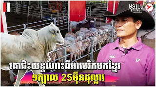 គោជិៈយន្ដហោះពីអាមេរិកមកខ្មែរ ១ក្បាល 25ម៉ឺនដុល្លារ | កម្មវិធីមុខរបរស្រុកយើង