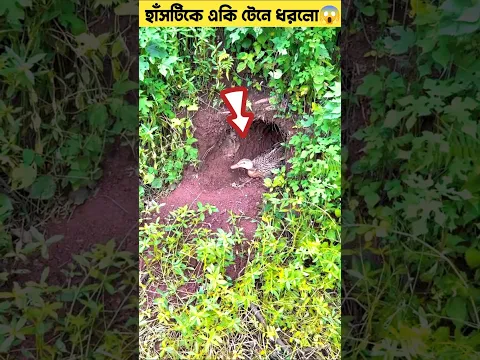 হাঁসটিকে একি টেনে ধরলো😨😱#shorts #youtubeshorts #shortvideo #trandingshorts