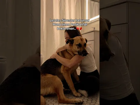 Kommentier „SCHUTZ“ wenn du ihn auch brauchst 🥹❤️‍🩹     #hunde #silvester #feuerwerk #deutschland