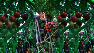 Enjoy natural life with rural life || 10 # MP Fresh