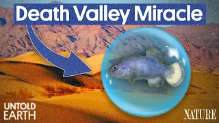 Why The World’s Rarest Fish Is Trapped In The Hottest Desert On Earth