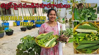 టెర్రస్ పైన ఎన్ని రకాల కూరగాయలు హార్వెస్ట్ చేసామో చూడండి/#vegetables /#harvesting /#terracegarden