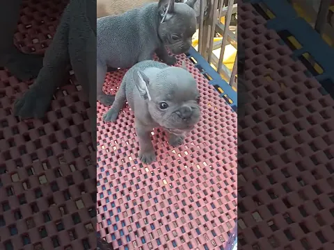 Adorable Puppies🐶😍|Baby Dogs Videos #fyp #viral #shorts #short #shortsfeed #puppylover #bulking #dog