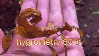 scorpion stick insect breeding tutorial! (Extatosoma tiaratum)
