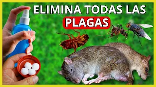 ELIMINA FACILMENTE CUCARACHAS, MOSQUITOS, MOSCAS, RATONES con PODEROSO REPELENTE casero