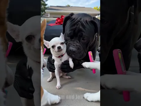 Chihuahua Surprises His Friend With A New Car… Then Pranks Him 😂🚗