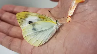 배추흰나비 알을 부화시켜서 성체까지 키우면 생기는 일 (The process of making friends with a butterfly)
