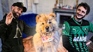 "Mon chiot a déjà un petit caractère !" ft. Maxime Biaggi