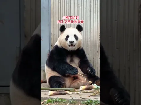 再次聽到爺爺聲音的福寶 福寶和爺爺分別好久了，但是當爺爺千裡迢迢來看它並喊出它的名字時，它一下就愣住了～ #大熊貓福寶 #大熊貓福寶和爺爺 #萬物皆有靈性
