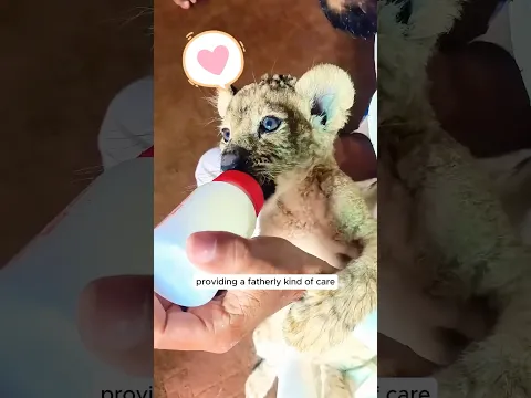 Years after saving a lion cub, the ranger experienced this unforgettable moment... #animals #lion