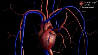3D Beating heart animation.