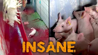 THE ULTIMATE EVIL (EXTREME REALITY !!)