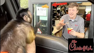 Monkey Visits Chick fil A Drive Thru! #MonkeyMonday