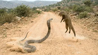 Cobra Gets Bold, Mongoose Gets Bolder