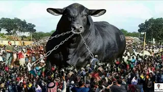 90 करोड़ का बैल जो हर महीने कमा लेता है l लाखो रुपये Most Expensive Bulls, Eid 2022 (Part-3)