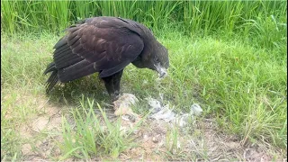 Hawk Eagle hunting bird for food 🦅#youtube #youtubeshorts #youtubevideo #birds #eagle #youtuber