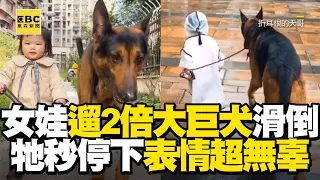 女娃遛2倍大巨犬滑倒！牠秒停下表情超無辜@newsebc
