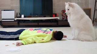 간식을 주다가 기절했을 때 강아지와 고양이의 반응