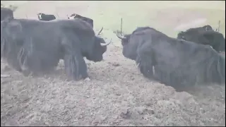 #高原霸主野犛牛