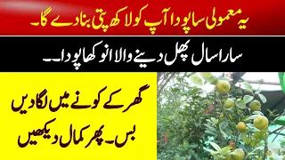 Nersery Business|3Lackh Monthly Earning|Small Business Idea|Business Point
