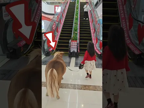 amazing way cute Horse