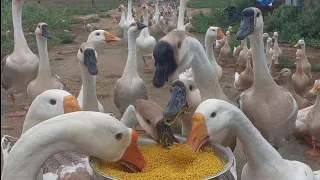Beautiful Countryside Life | Happy Geese, Ducks & Farm Animals 🌾🪿🦆