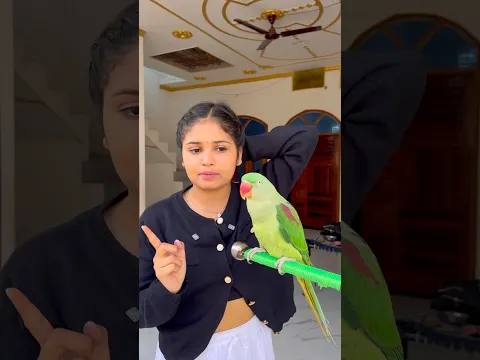 🦜रबड़ लेने गया तोता #parrot #training #video ❤️ #parrotlover #parrotvideo ❤️#pigeon #parrots 😍