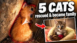 We Saved 5 Cats and Every Single One Became Family