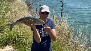 Kahawai Fishing in the Wairau River, New Zealand