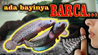 BABY BARCA CAPTIVE BREED DI INDONESIA ? atau WILD CATCH ? BUDDYFISH house of BARCA !!!