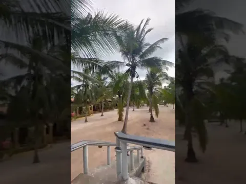 Palm trees🇹🇿🏝