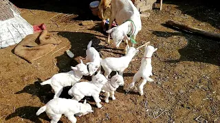 2026 ?😡  7 bacchon wali bakri Janwar ka Hamal kaise thehre مکمل معلومات 2 December  Sabir goat farm