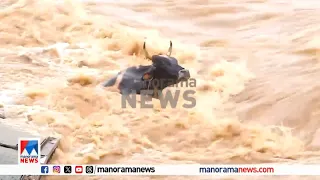 മുണ്ടക്കൈ പുഴയില്‍ മലവെള്ളപ്പാച്ചിലില്‍ പെട്ട പശുവിനെ സാഹസികദൗത്യത്തിലൂടെ രക്ഷിച്ചു ​| Wayanad