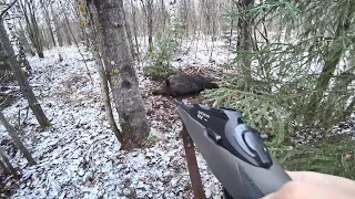 AN UNEXPECTEDLY BIG BOAR CAME OUT TOWARDS ME/HUNT FOR BOAR FROM THE APPROACH AT NIGHT.