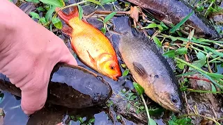 Bắt Cá Chép, Cá Trê, Cá Rô Đồng, Cá Sộp Và Các Loại Cá Nước Ngọt Quen Thuộc