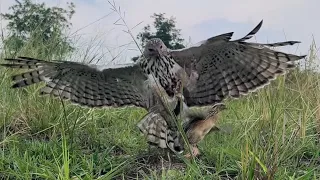 Hawk-Eagle hunt and eating 