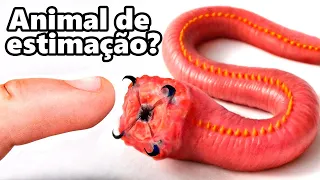 Comprei um Verme de Sangue de Estimação (sim, de verdade)