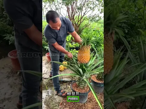 Líquido milagroso que acelera la producción de FRUTAS y VERDURAS y todo libre de químicos EN 30 DÍAS