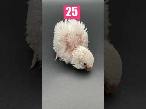 Muhabbet Kuşu Yavrusu 30 Günlük Gelişimi #shorts