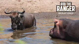 Hippo And Crocodile Watch Injured Gnu Drown - Maasai Mara Safari | Zebra Plains