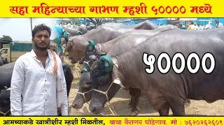 भाकड म्हैस एकदम स्वस्तात | घोडेगाव बाजारातील भाकड म्हशी | 40 ते 50 हजारात खात्रीशीर चांगल्या म्हशी