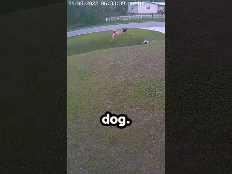 Dog saves 6 year old Boy  😮