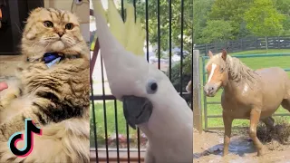 Funny Animal Videos That Make Me Cry Laughing