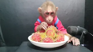 Monkey Bin Eats Fresh Fruits