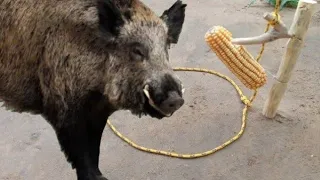 A melhor armadilha de laço para pegar animais javali catitu porcão capivara-sobrevivência na selva.