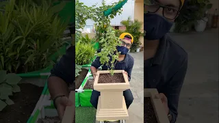 The perfect pot for my tulsi plant 😎