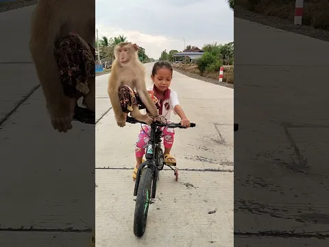 Great video Super SokYaa Very Adorable & Harmony Animals Around The World #shorts
